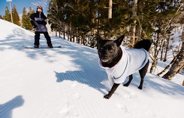 ワンちゃんデーでは一緒にゲレンデ滑走♪