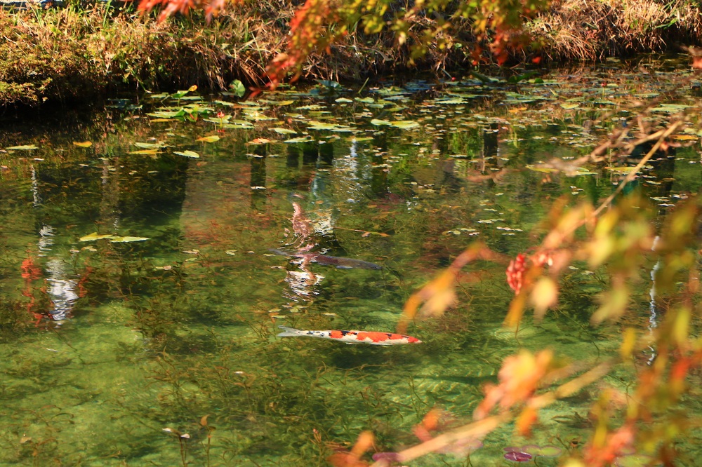紅葉添える秋のモネの池