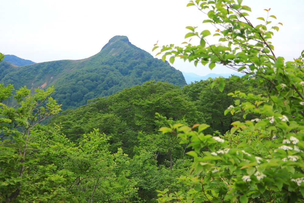 緑に彩られる初夏の冠山