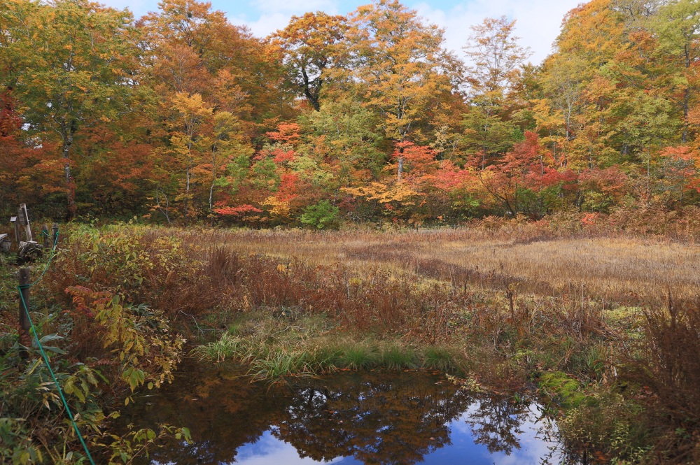 池塘に映り込む紅葉も美しい