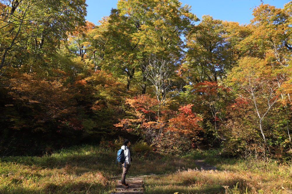 見上げれば、どのポイントでも紅葉鑑賞