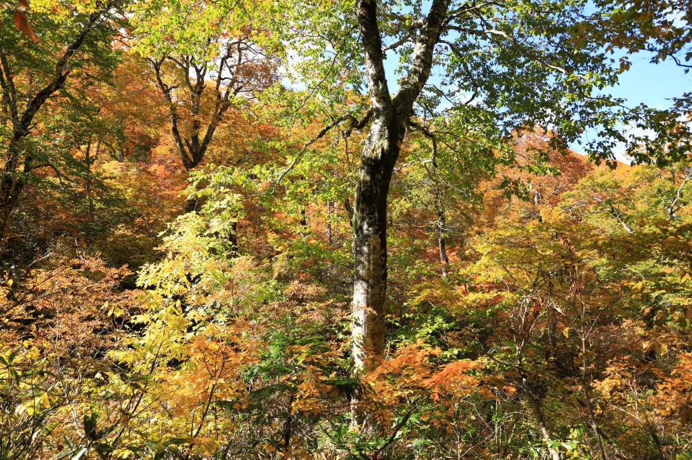 さまざまな色が同居する紅葉の風景