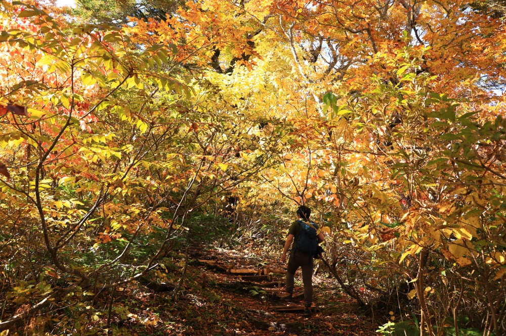 高低差のある紅葉のトンネルを進む