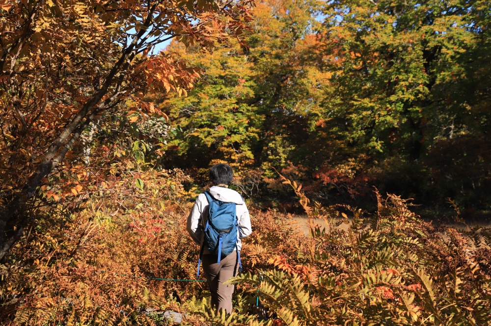 紅葉に包み込まれるトレッキングは唯一無二