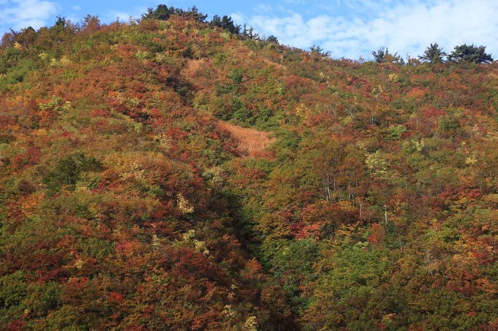 スタートから山肌を覆い尽くす鮮やかな紅葉