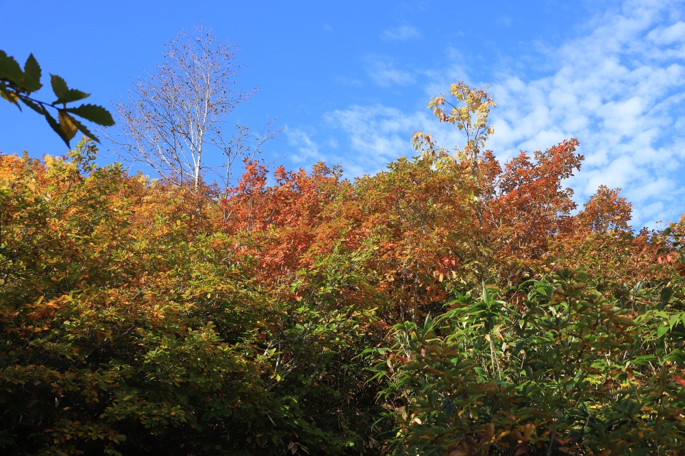 青空と紅葉の清々しいコントラスト