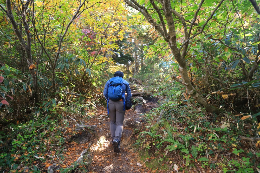 分岐を越えると、淡い紅葉のトンネルへ