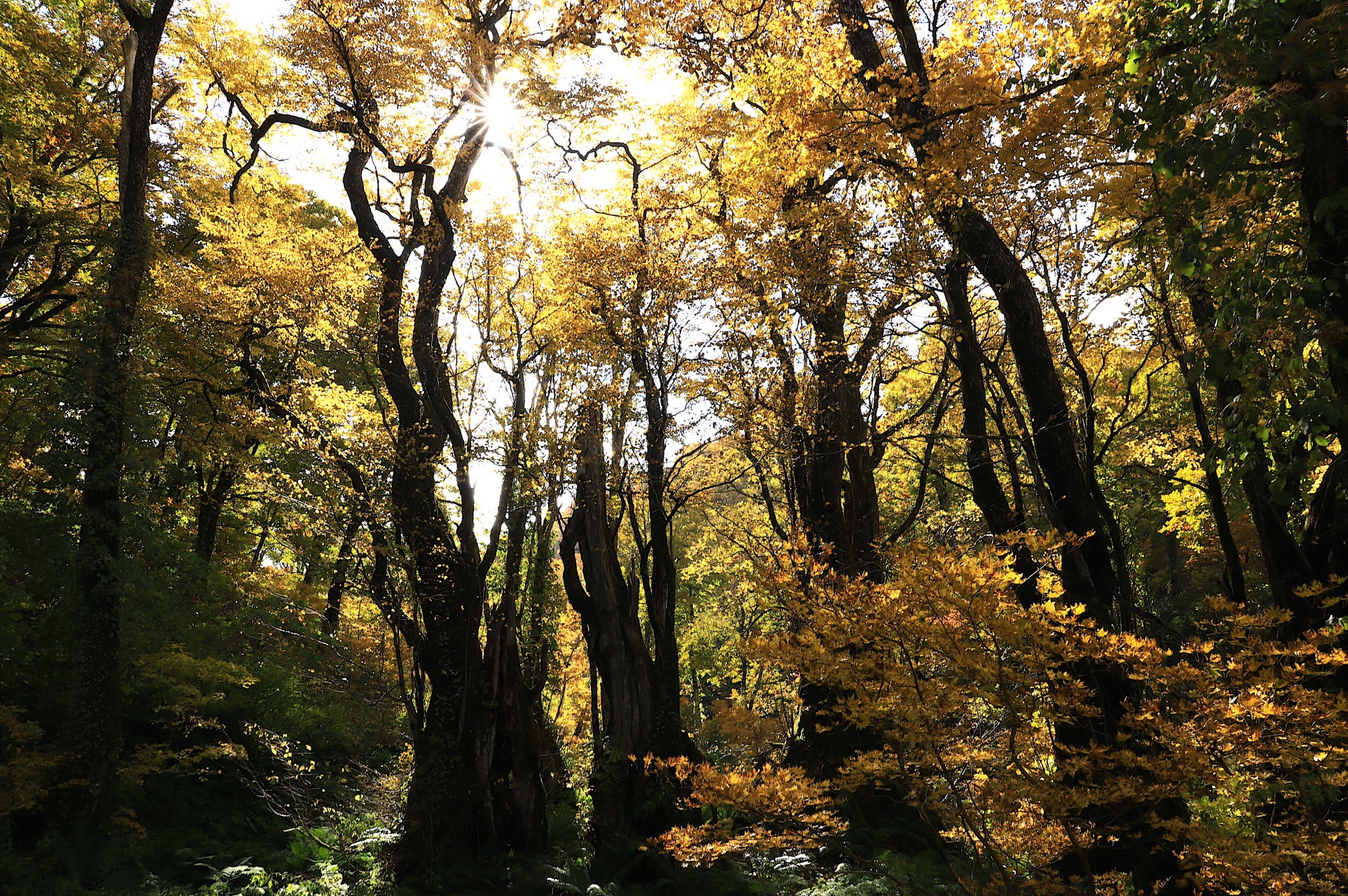 錦秋の飛騨を歩く。天生県立自然公園「籾糠山＆天生湿原」紅葉トレッキングレポート