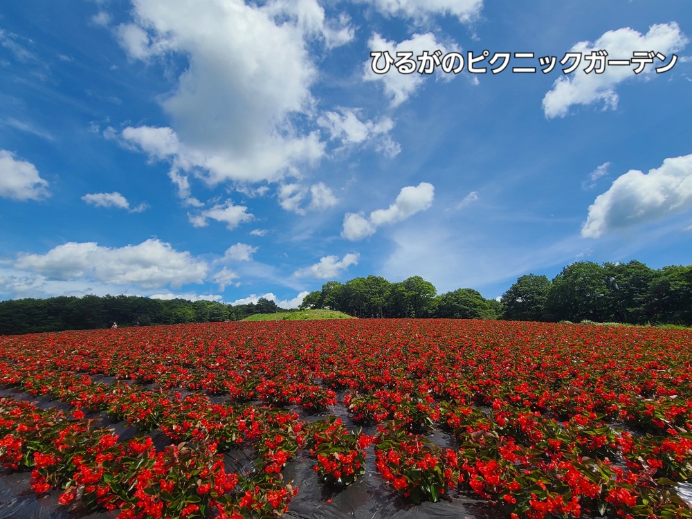 日本最大級のベゴニア畑が紅色に彩る「ひるがのピクニックガーデン」