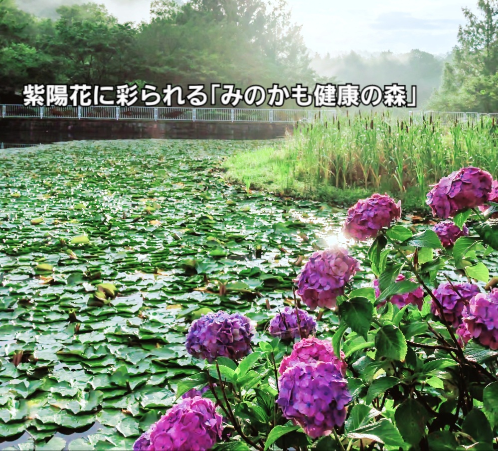 紫陽花に彩られる 「みのかも健康の森」