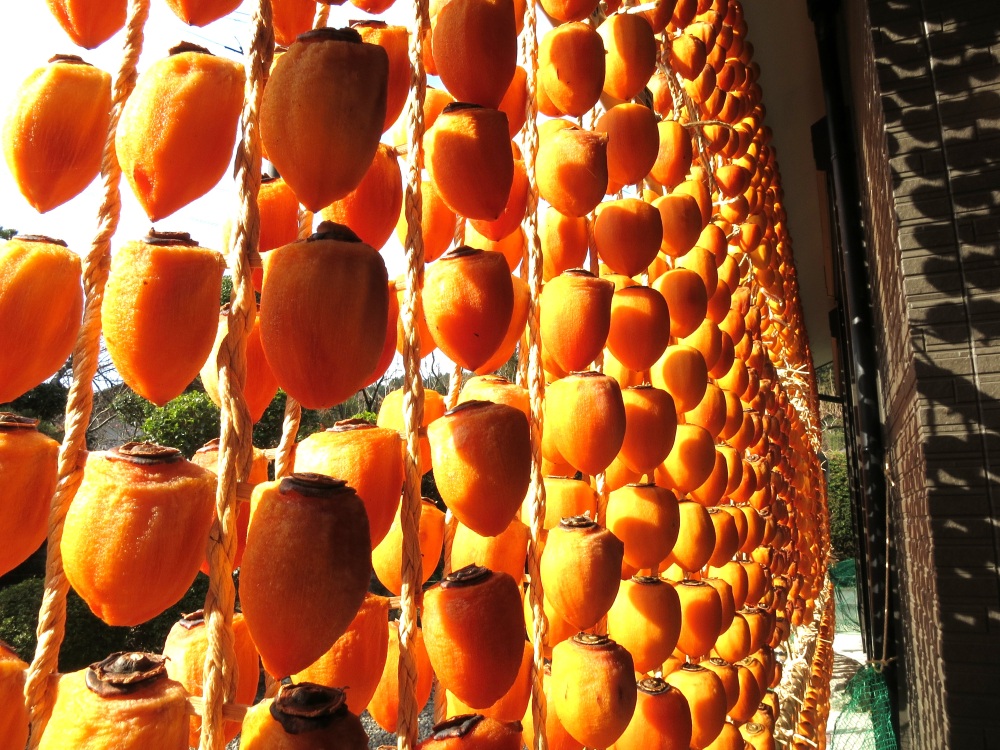 【絶景!】幻の高級ギフト「伊自良大実柿」の連柿を見に、山県市伊自良地区へ