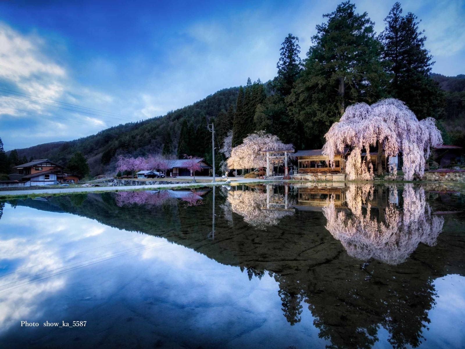 神明神社の桜(高山市朝日町)