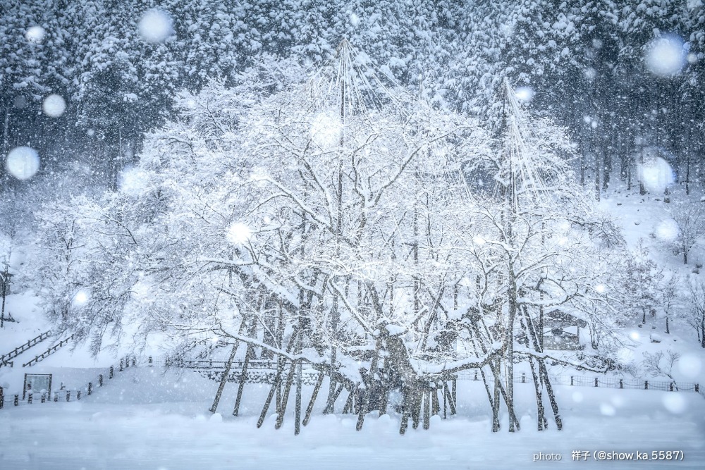 【岐阜県の冬の絶景】根尾淡墨桜(本巣市)
