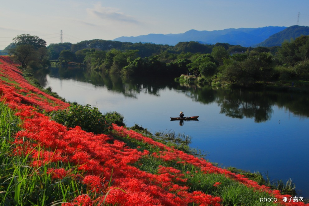 津屋川の彼岸花(海津市)