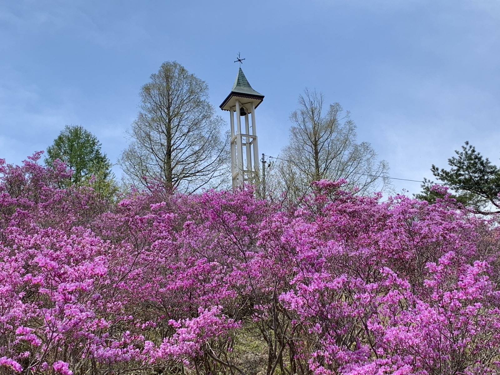 根の上高原つつじまつり(中津川市)