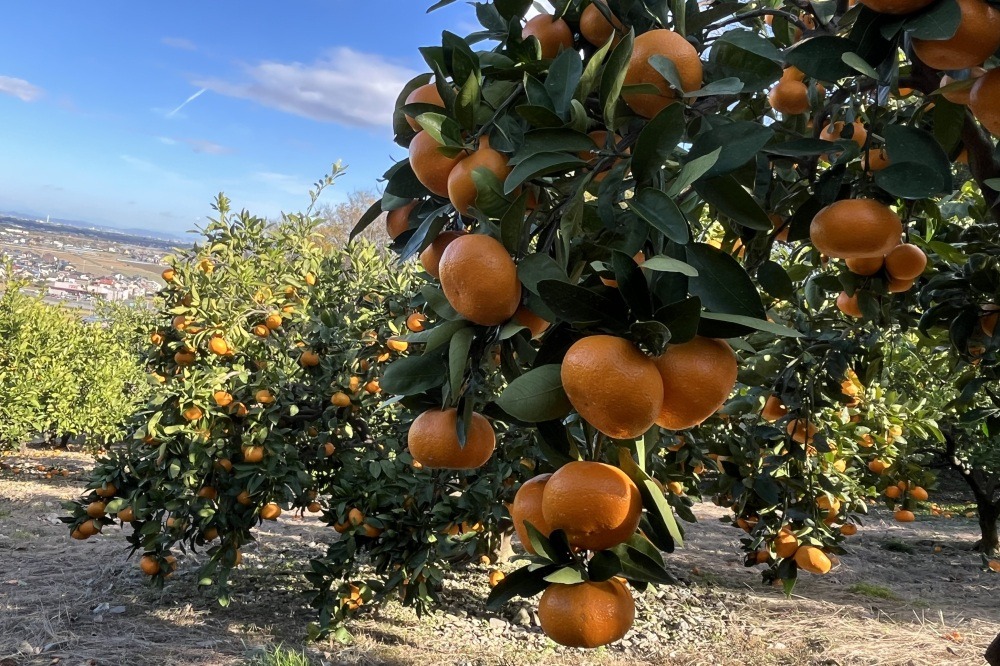 南濃みかん【海津市】