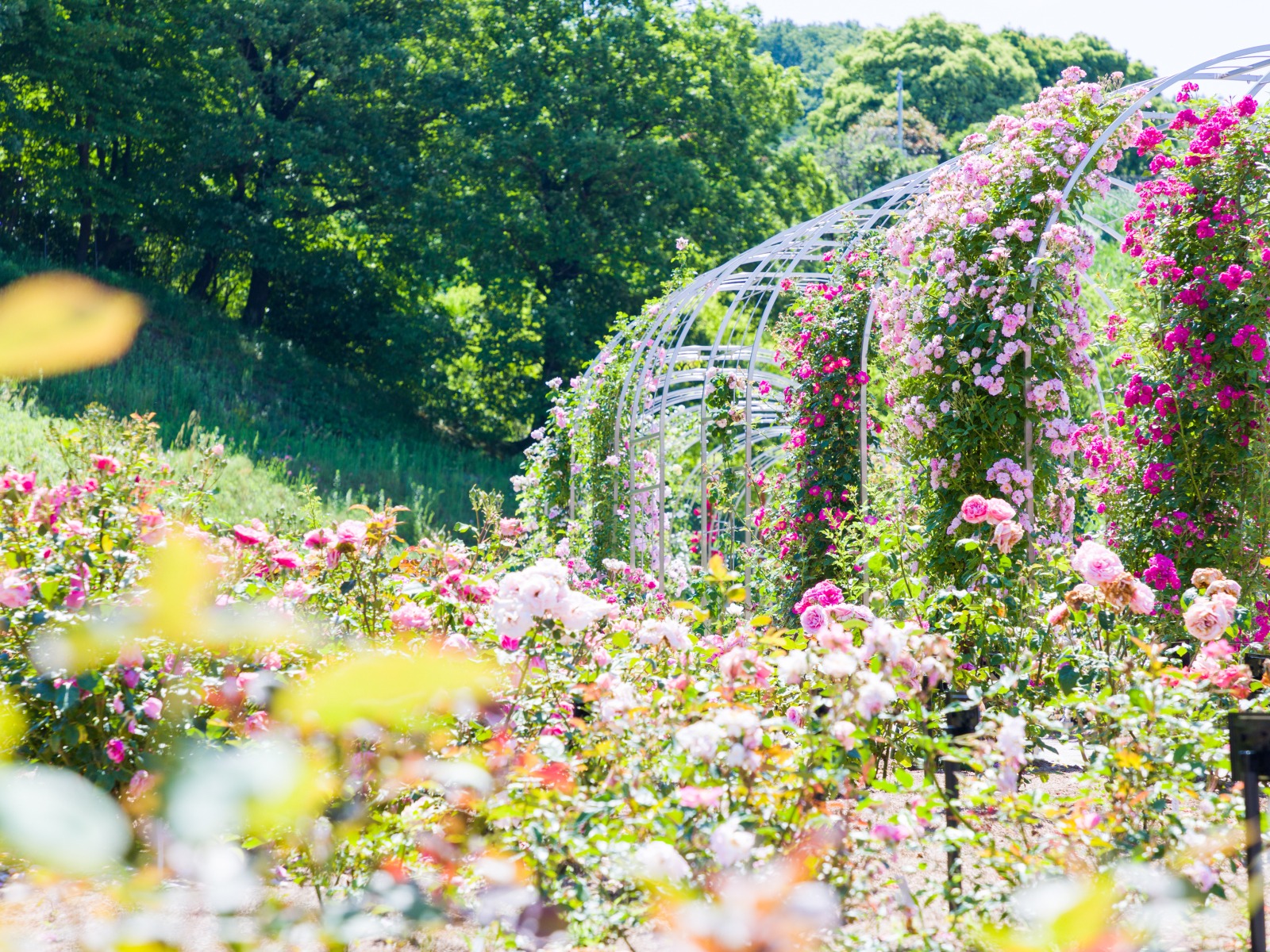ぎふワールド・ローズガーデン(可児市)