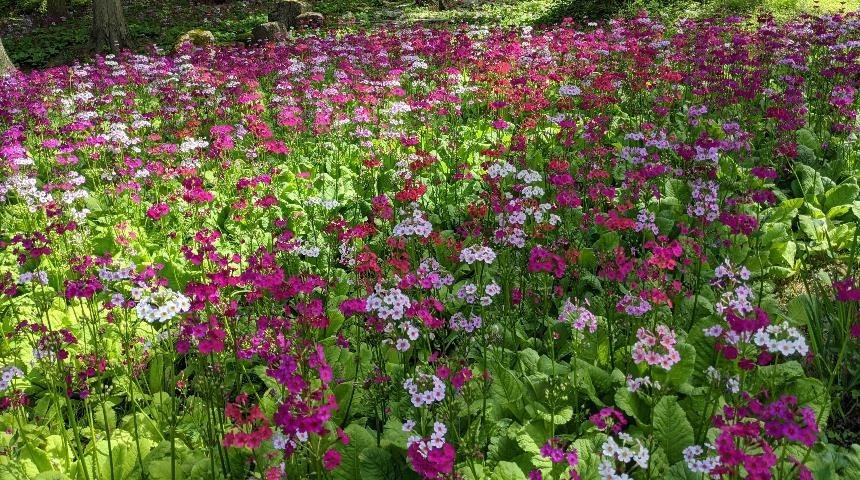 宇津江四十八滝山野草花園【高山市】