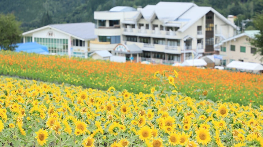 ほおのき平天空のひまわり園【高山市丹生川町】