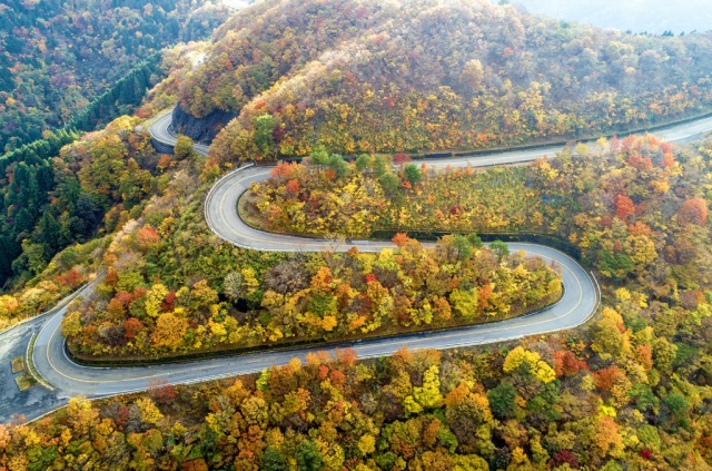 伊吹山ドライブウェイ 秋の紅葉