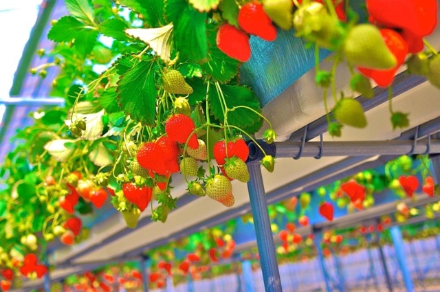 つみつみいちごファーム