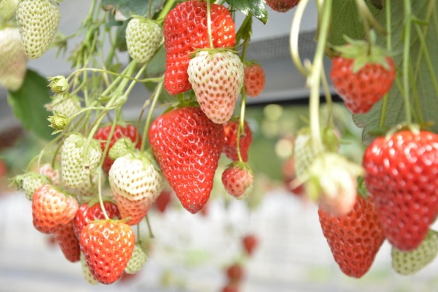 めぐりーん 産地直売所