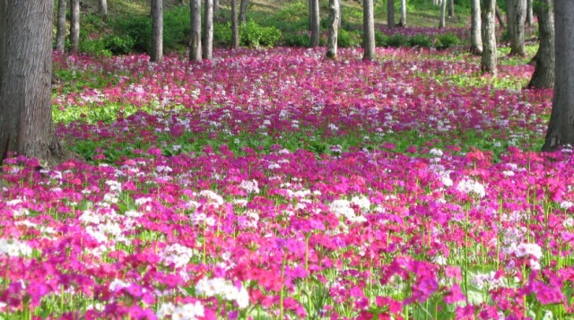 花の森・四十八滝山野草花園