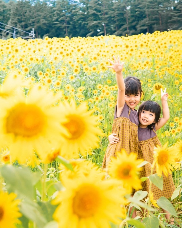 アルコピアひまわり園