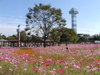 木曽三川公園「秋の花物語」【海津市】