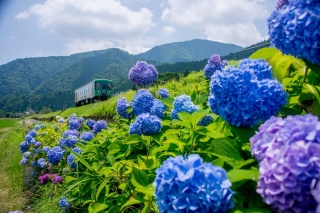 樽見鉄道