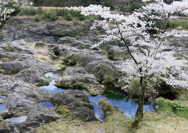 春:ソメイヨシノや山桜が咲き乱れます
