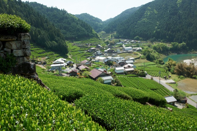 美濃白川茶茶園