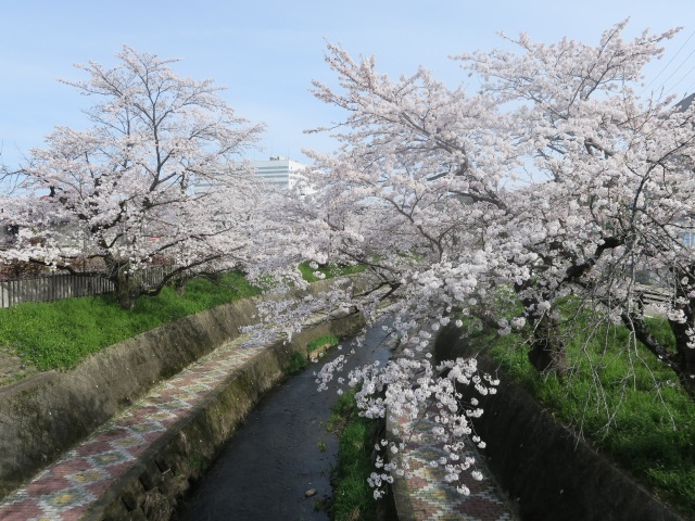 関川の桜