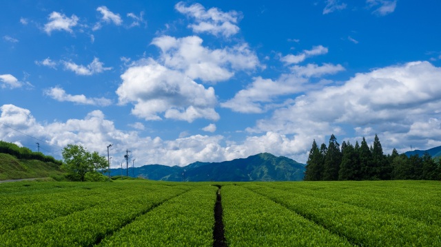 美濃白川茶茶園「風景」