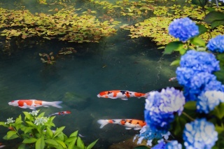 あじさいの山寺 三光寺