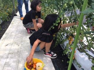 池田農園(ミニトマト狩り)