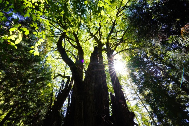 大古井(おおぶるい)の千本カツラ